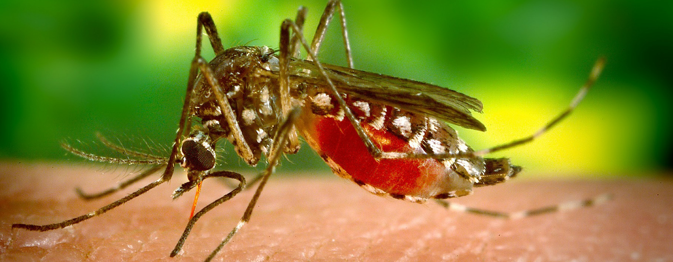 Cayman Healthcare Consulting Feature - Dengue Global Impact